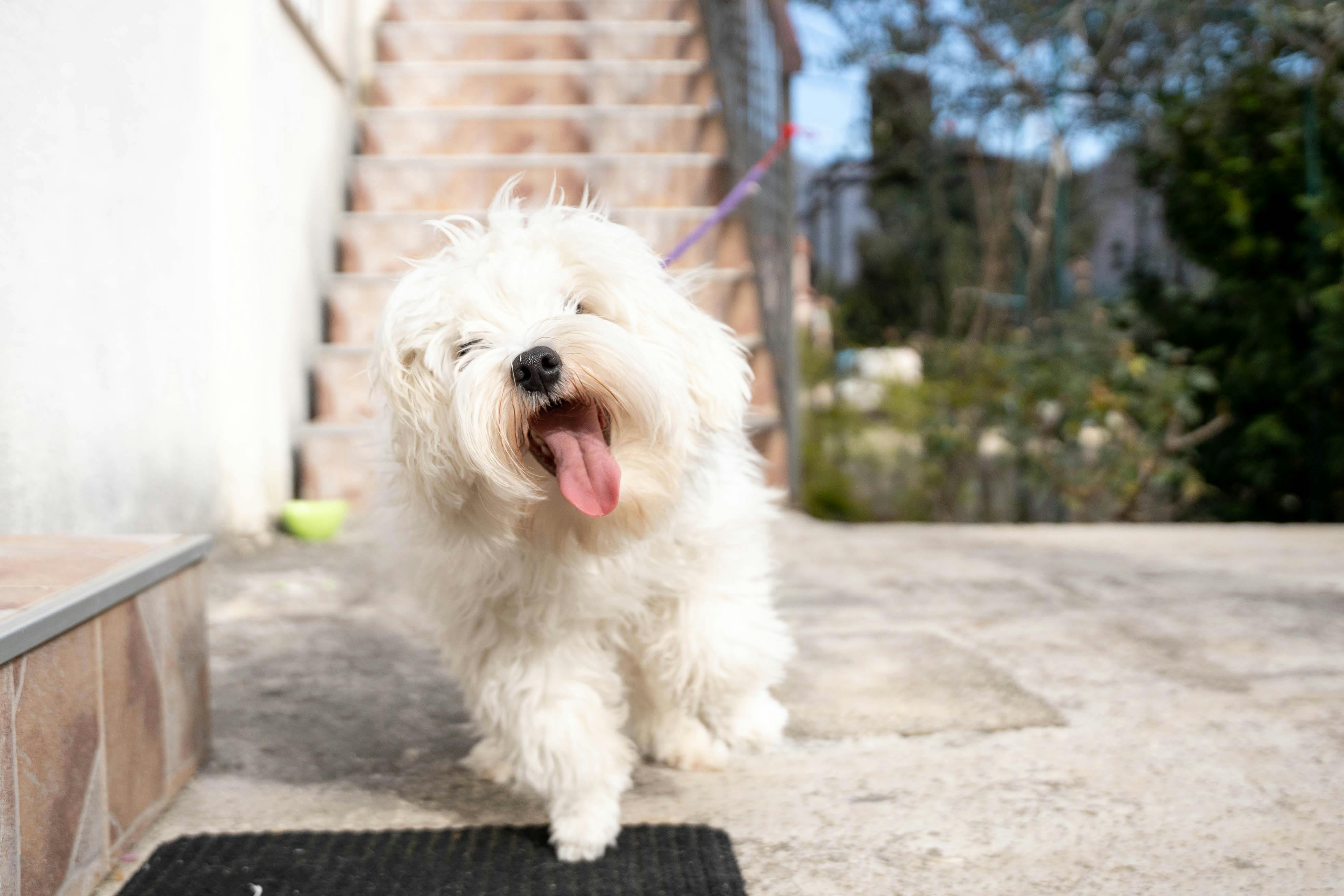 pet care pet health — Photo by Drago Rapovac on Pexels