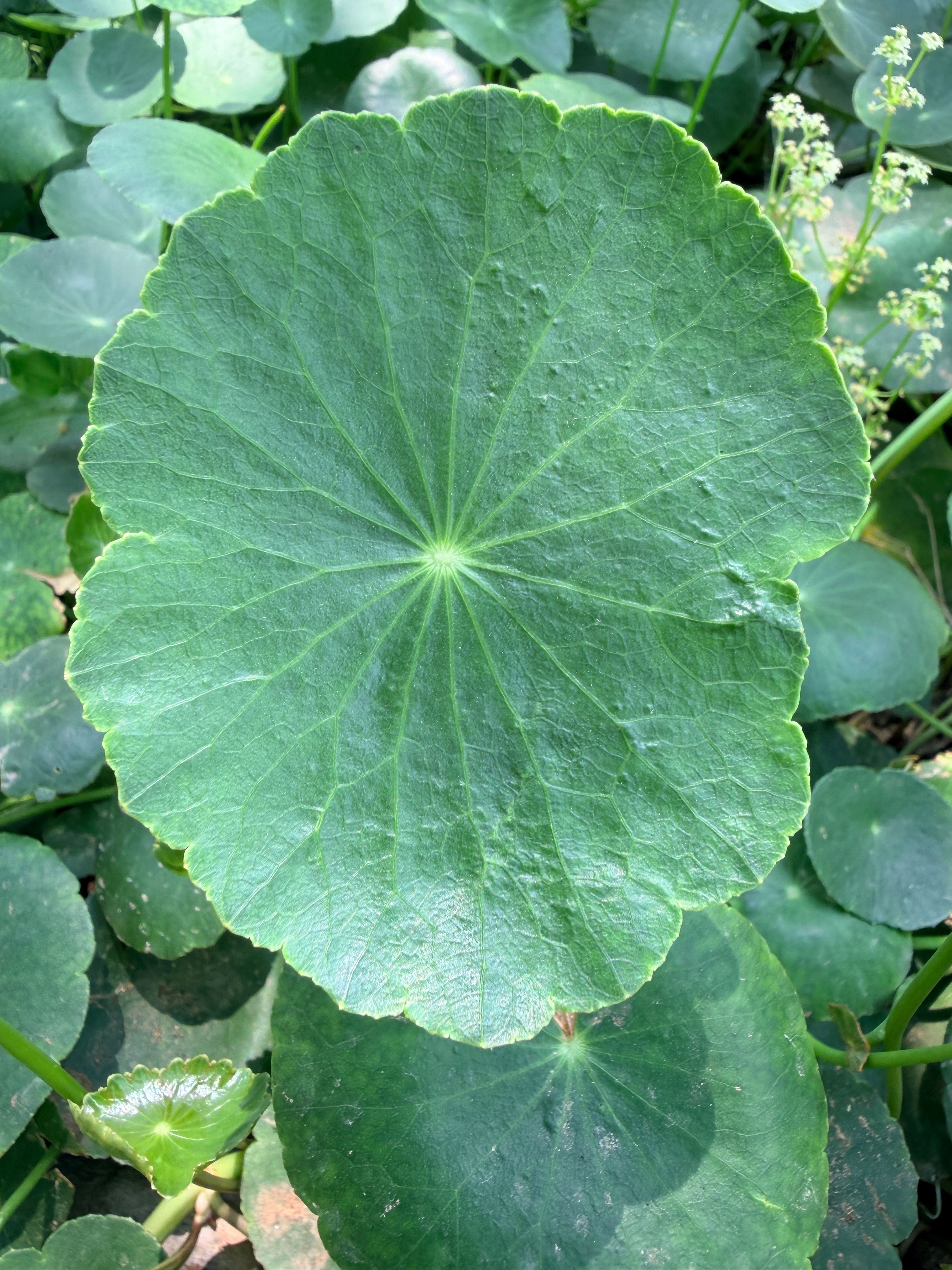 Madecassoside Centella Asiatica