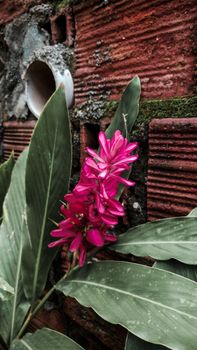 A striking red ginger flower blooms vibrantly against a textured brick wall, highlighted by lush green leaves.