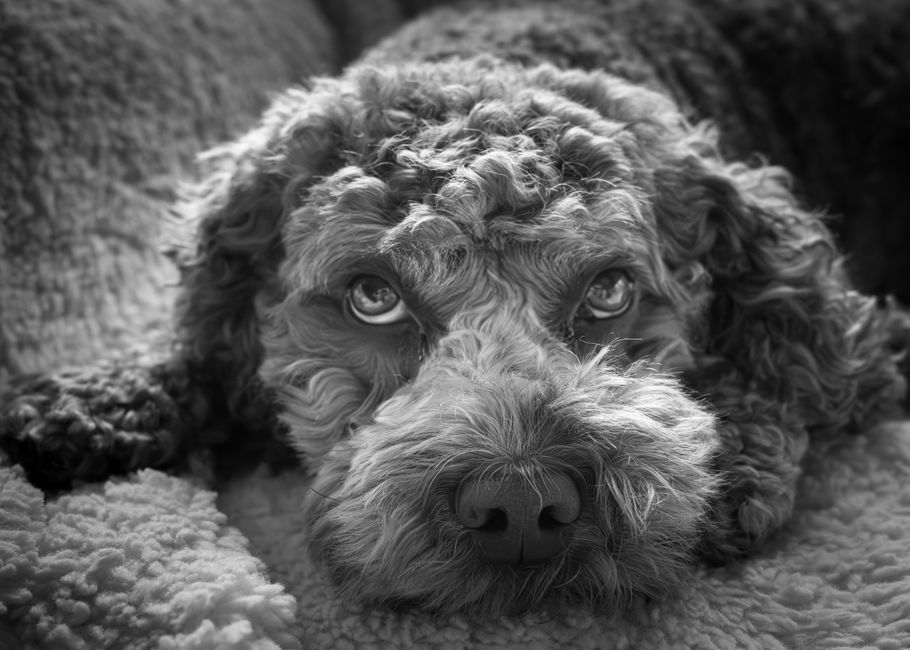 Black and white portrait of a curly-haired dog lying down, focusing on its expressive eyes.