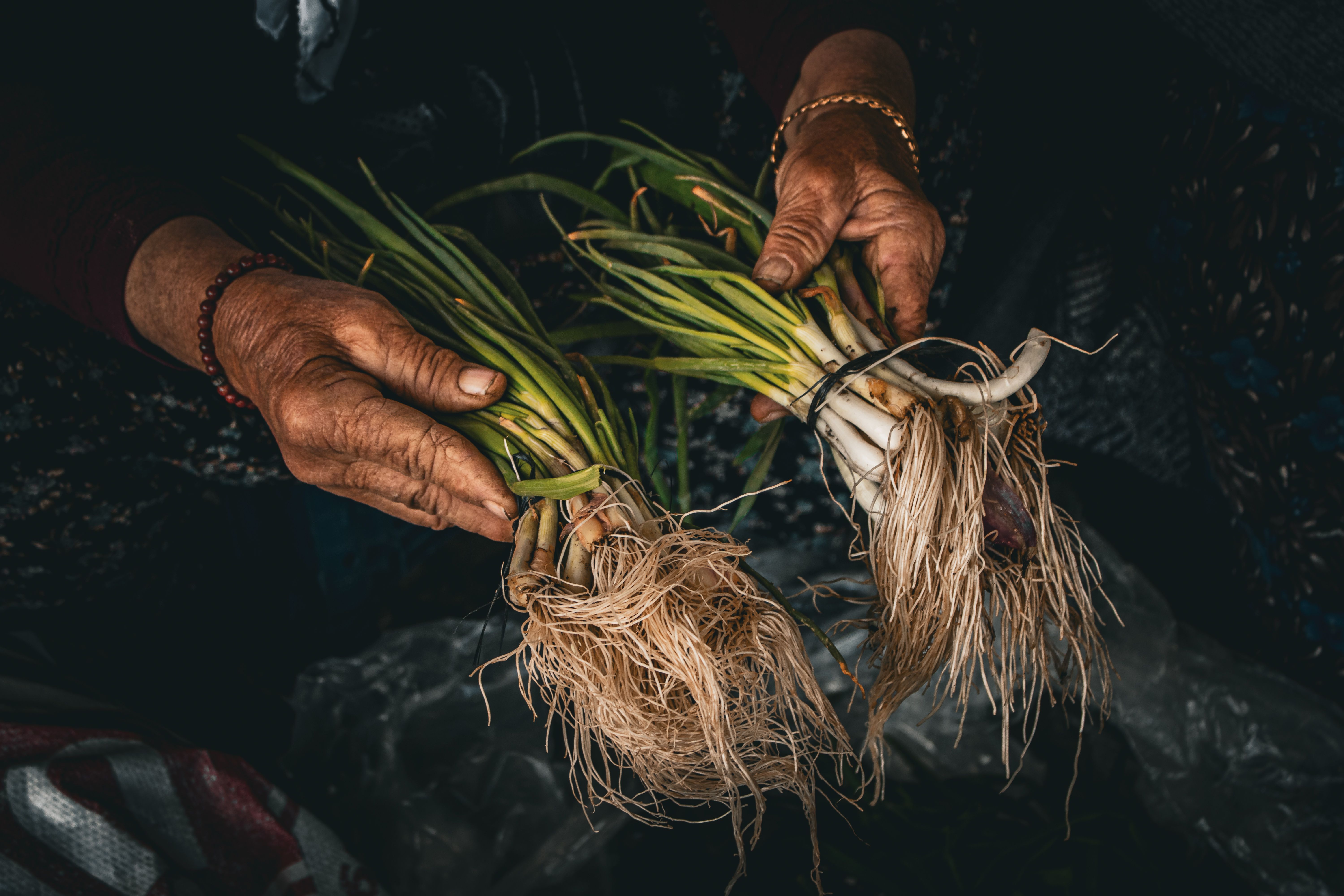 Bactéria Pantoea dispersa alivia estresse hídrico em arroz, revela meta-análise global