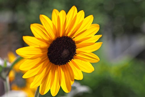 Ilmainen kuvapankkikuva tunnisteilla aurinkokukka, bokeh, kauniit kukat