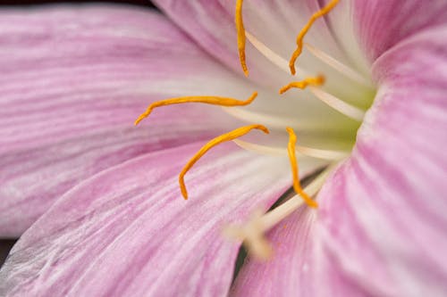 Flor Morada En Tiro Macro