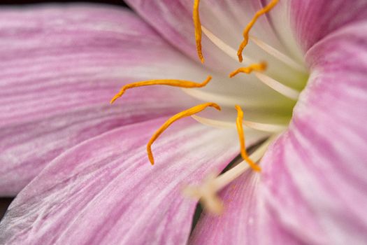 Purple Flower in Macro Shot