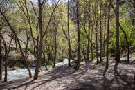 Tranquil forest scene by a flowing river in Palu, Türkiye, during spring.
