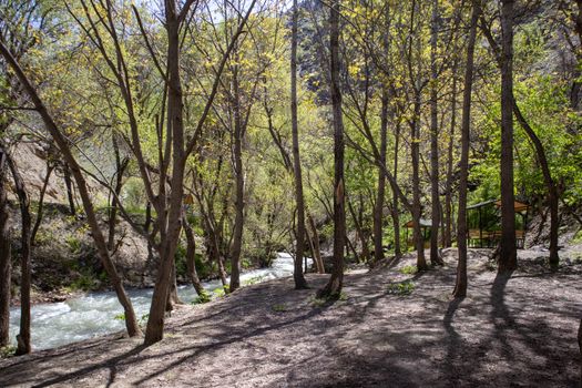 Tranquil forest scene by a flowing river in Palu, Türkiye, during spring.