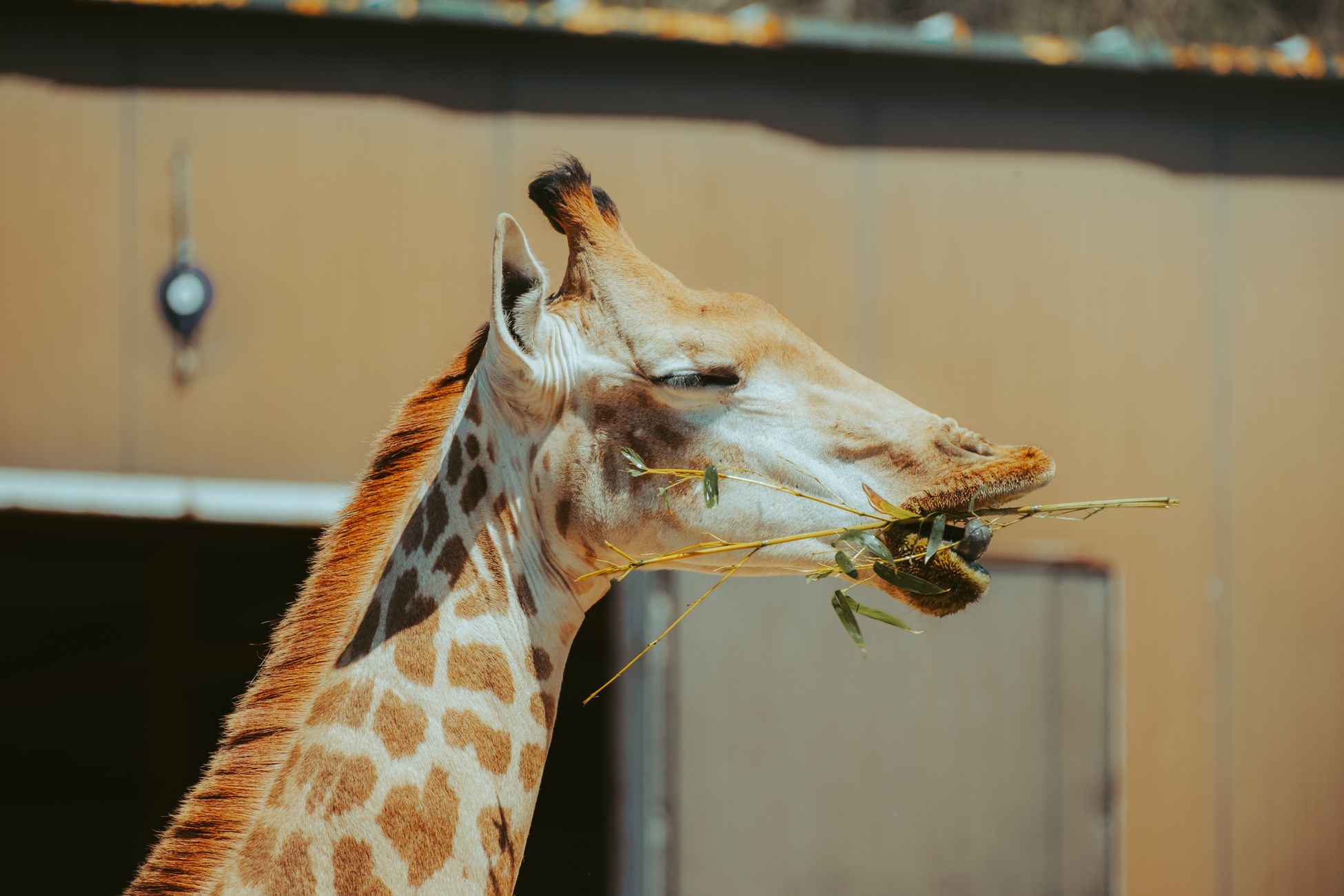 Staatssecretaris en PVV-Kamerlid bezoeken giraffe in Kerkrade