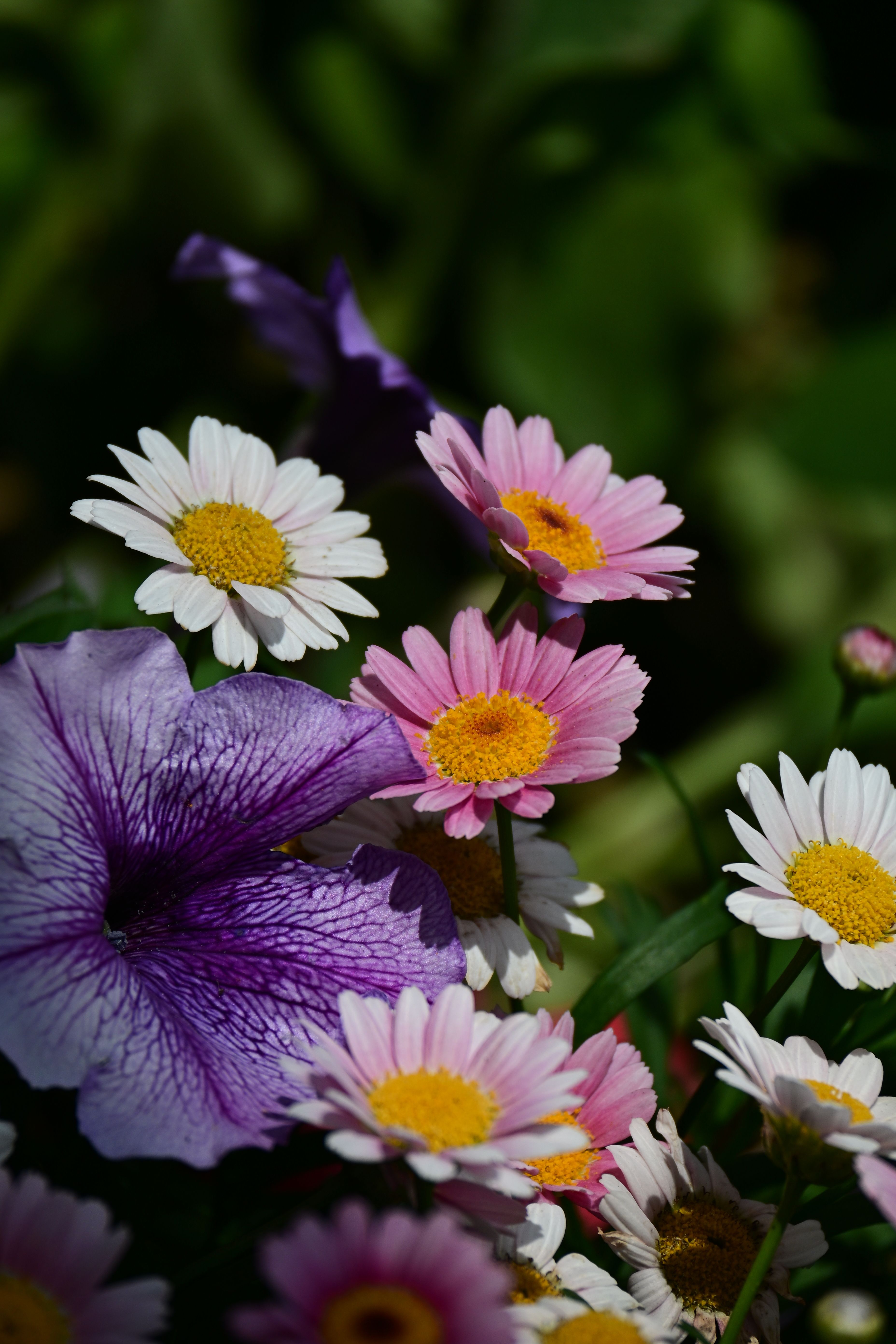 [ColoSach]-colorful-petunias-and-daisies-bloom-together,-showcasing-nature's-beauty-in-a-tainan-garden.