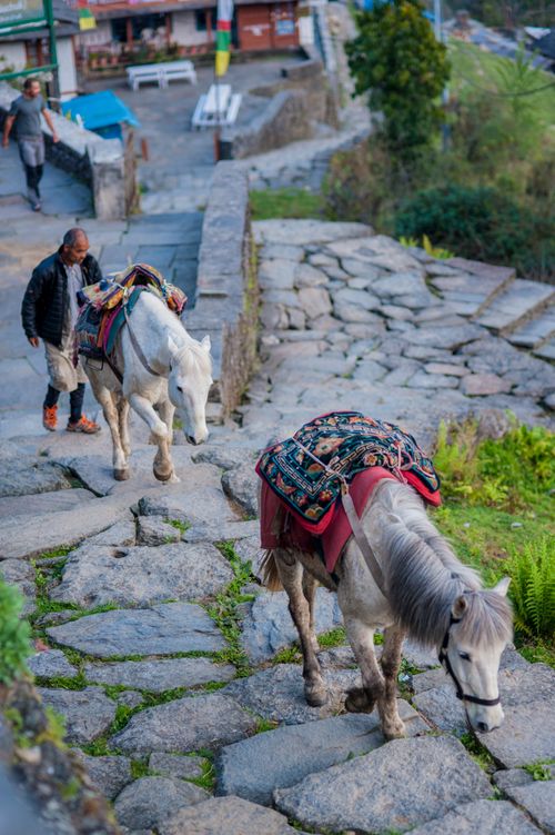 Free A man walks alongside horses carrying goods up stone steps in a Nepalese village. Stock Photo