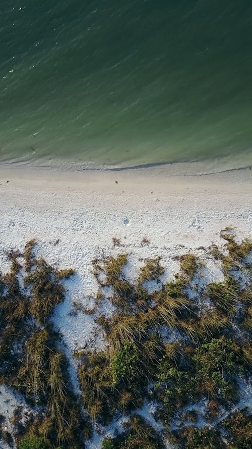 Free Bird's Eye View Photography of Trees Near the Seashore Stock Photo