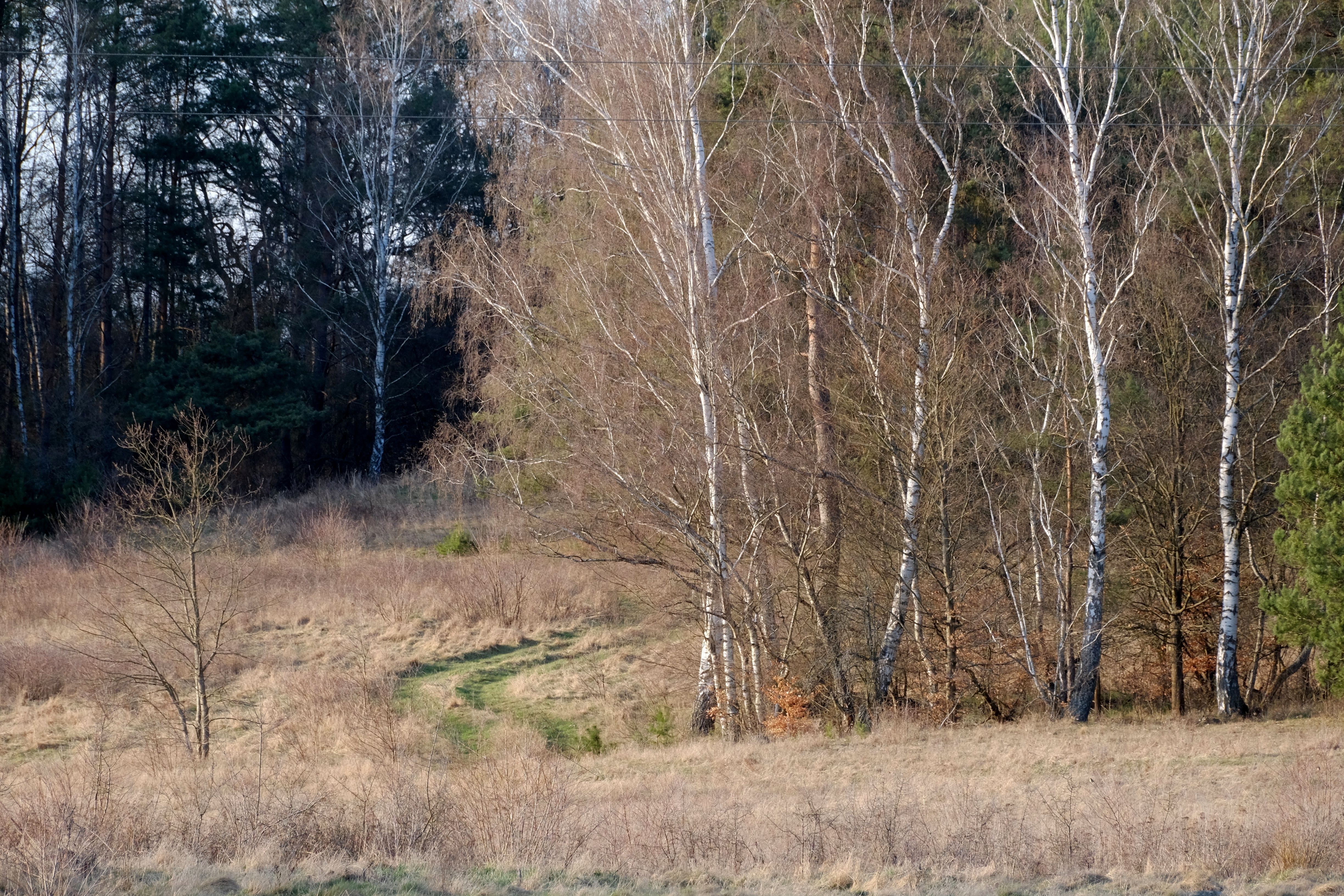 Scenic Autumn Birch Tree Forest Landscape · Free Stock Photo