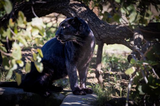 A black panther rests gracefully under a tree in a natural outdoor setting.
