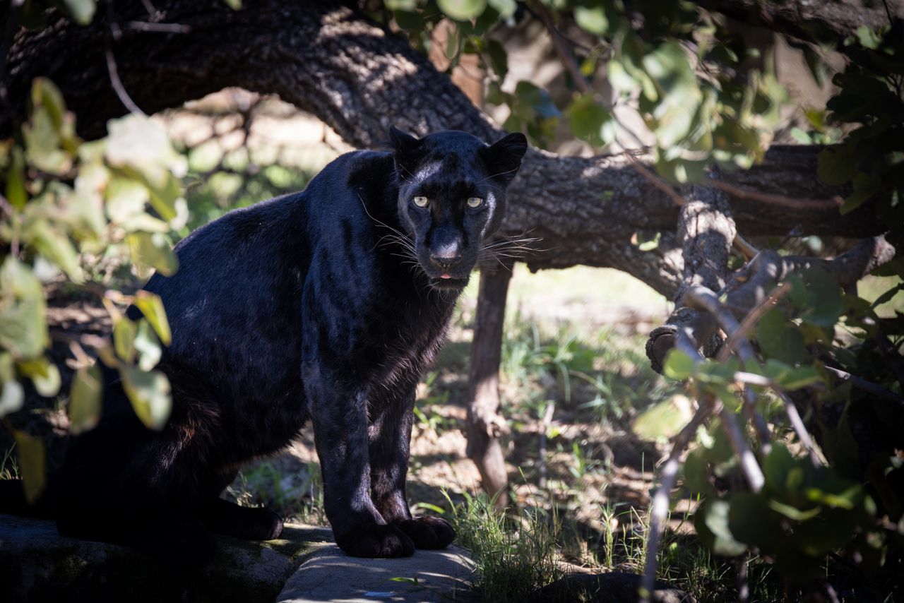 a captivating black panther rests under the dappled light of a lush fo