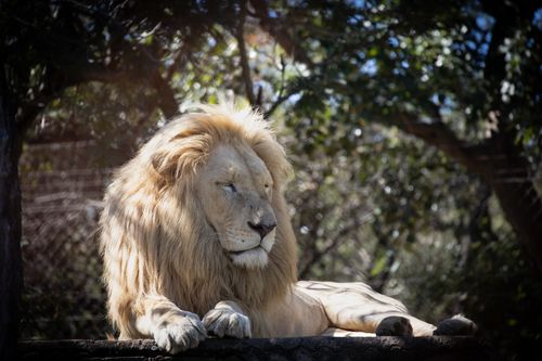 Free A serene moment with a white lion resting in a sun-dappled forest setting. Stock Photo