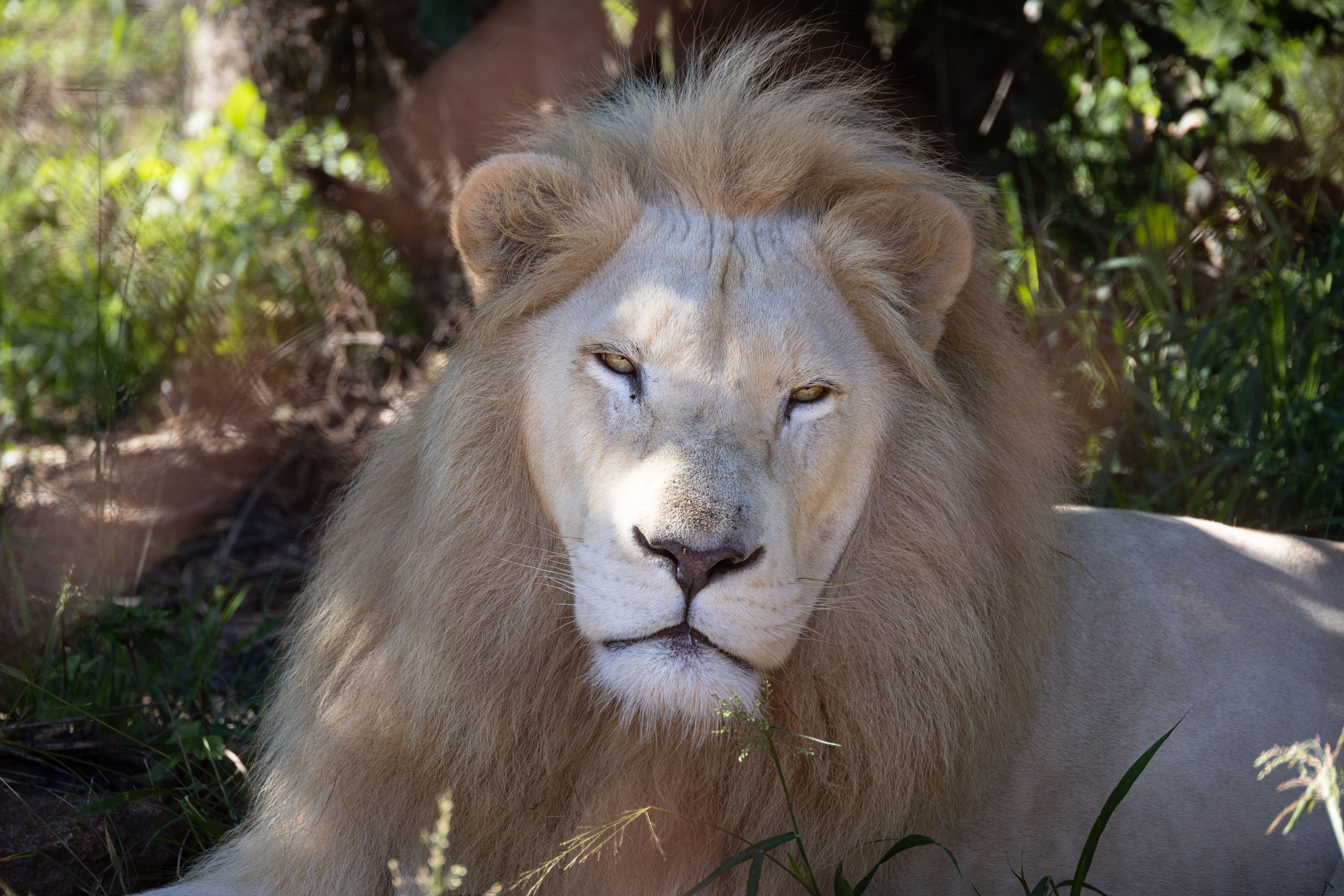 White lions