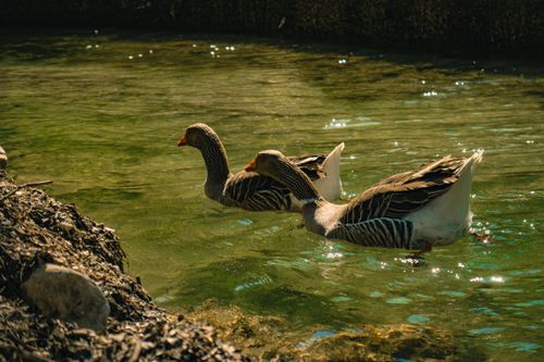 Free Two geese gracefully swimming in clear sunlit water in Isparta, Türkiye. Stock Photo