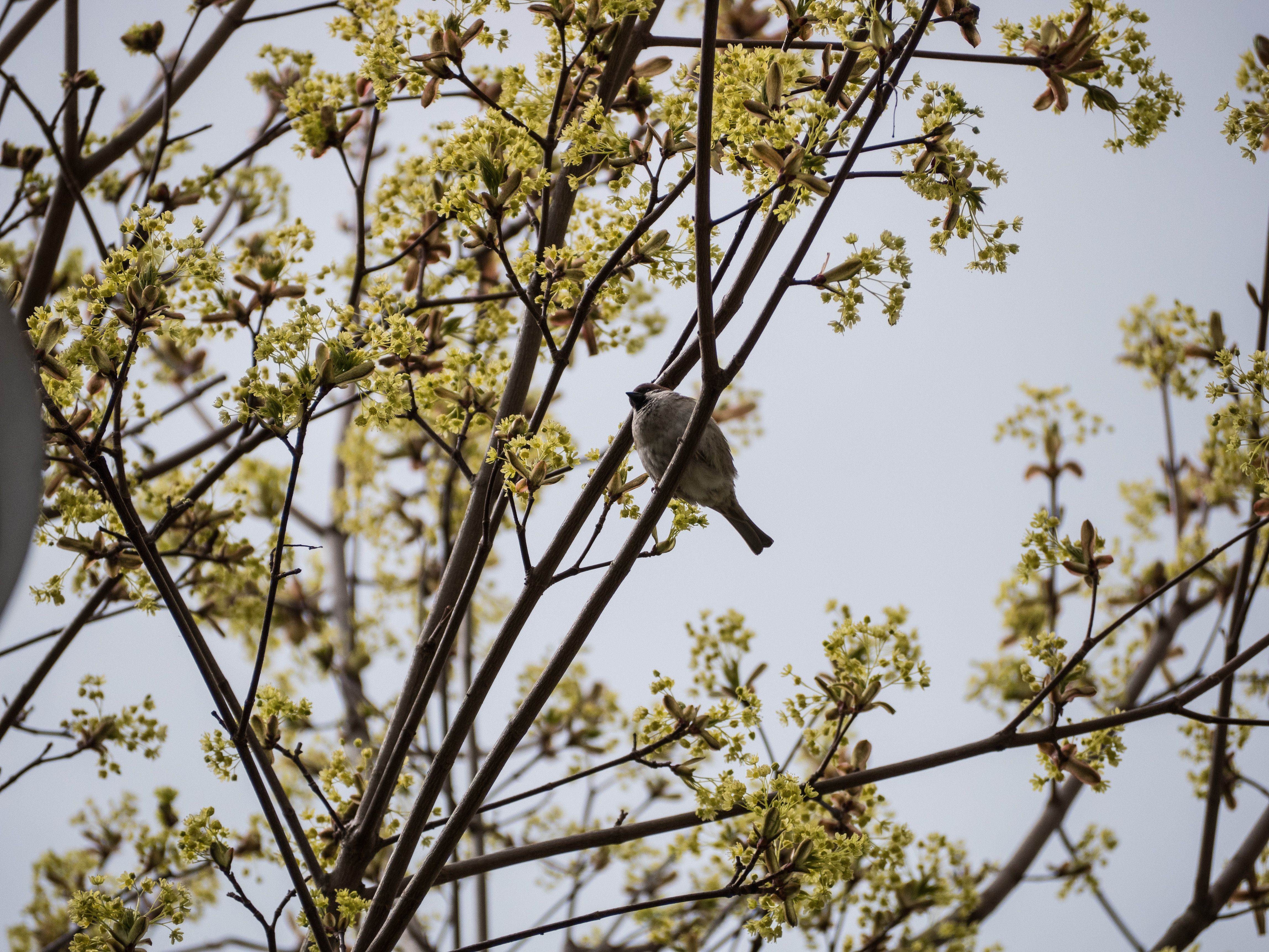 Bird Perched on Blooming Tree Branches in Spring · Free Stock Photo