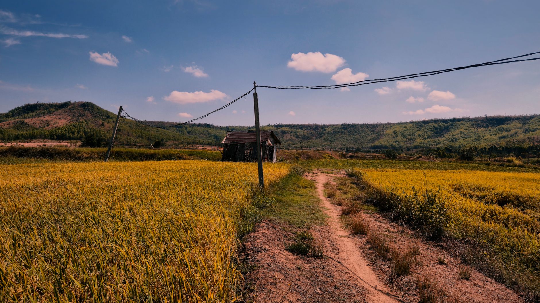 Scenic rice fields under a blue sky in Gia Lai, Vietnam, offering a tranquil rural view.