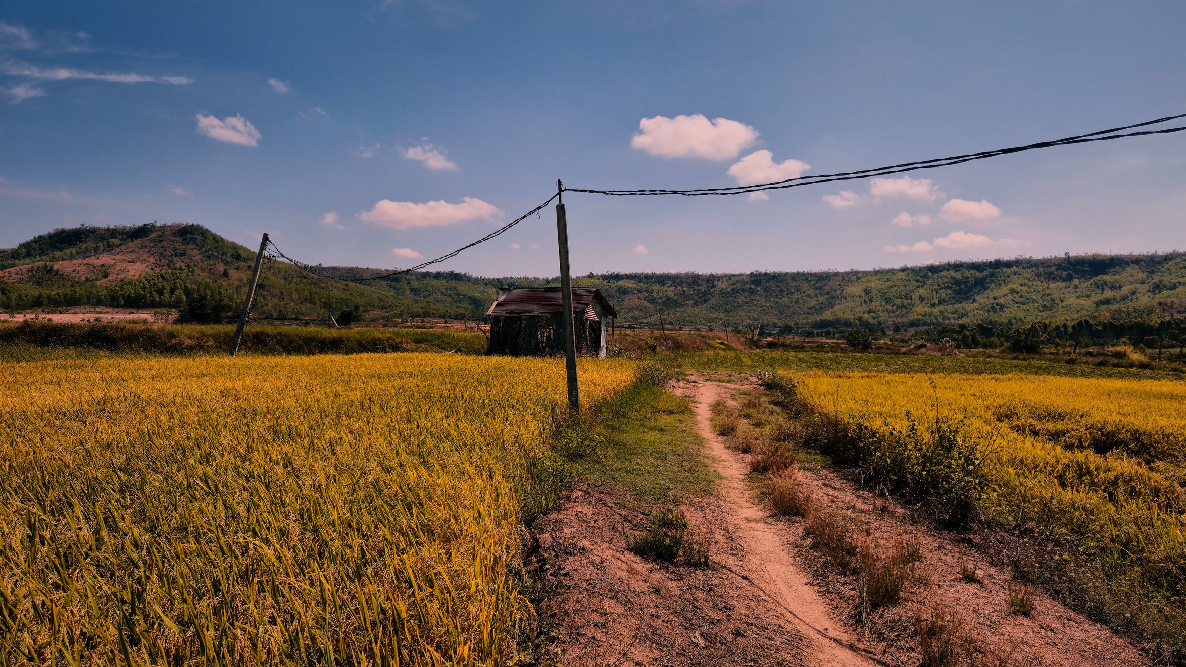 Scenic rice fields under a blue sky in Gia Lai, Vietnam, offering a tranquil rural view.