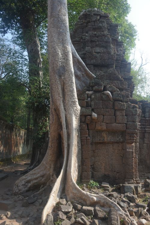 Free Tree roots intertwined with ancient temple ruins in Angkor Wat, Cambodia, showcasing nature overcoming architecture. Stock Photo