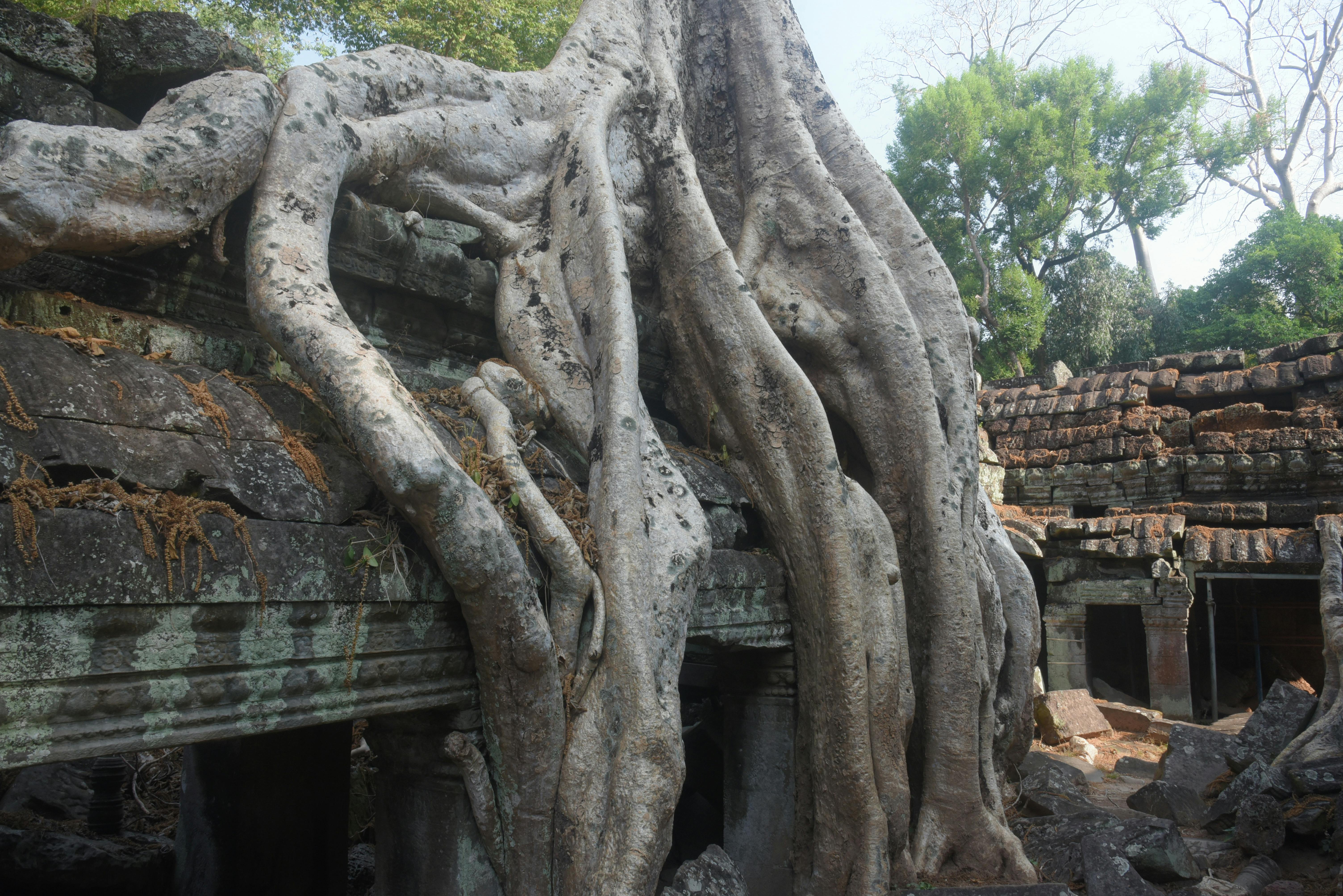 Giant tree roots covering the ruins of Ta Prohm