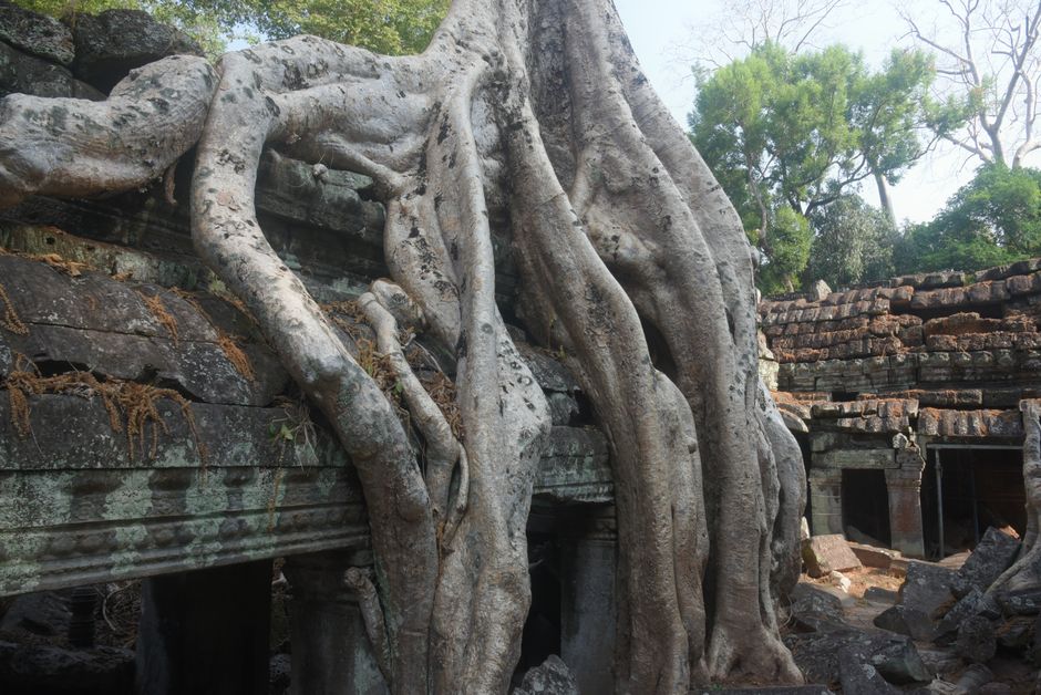 Ta Prohm envahi par les racines