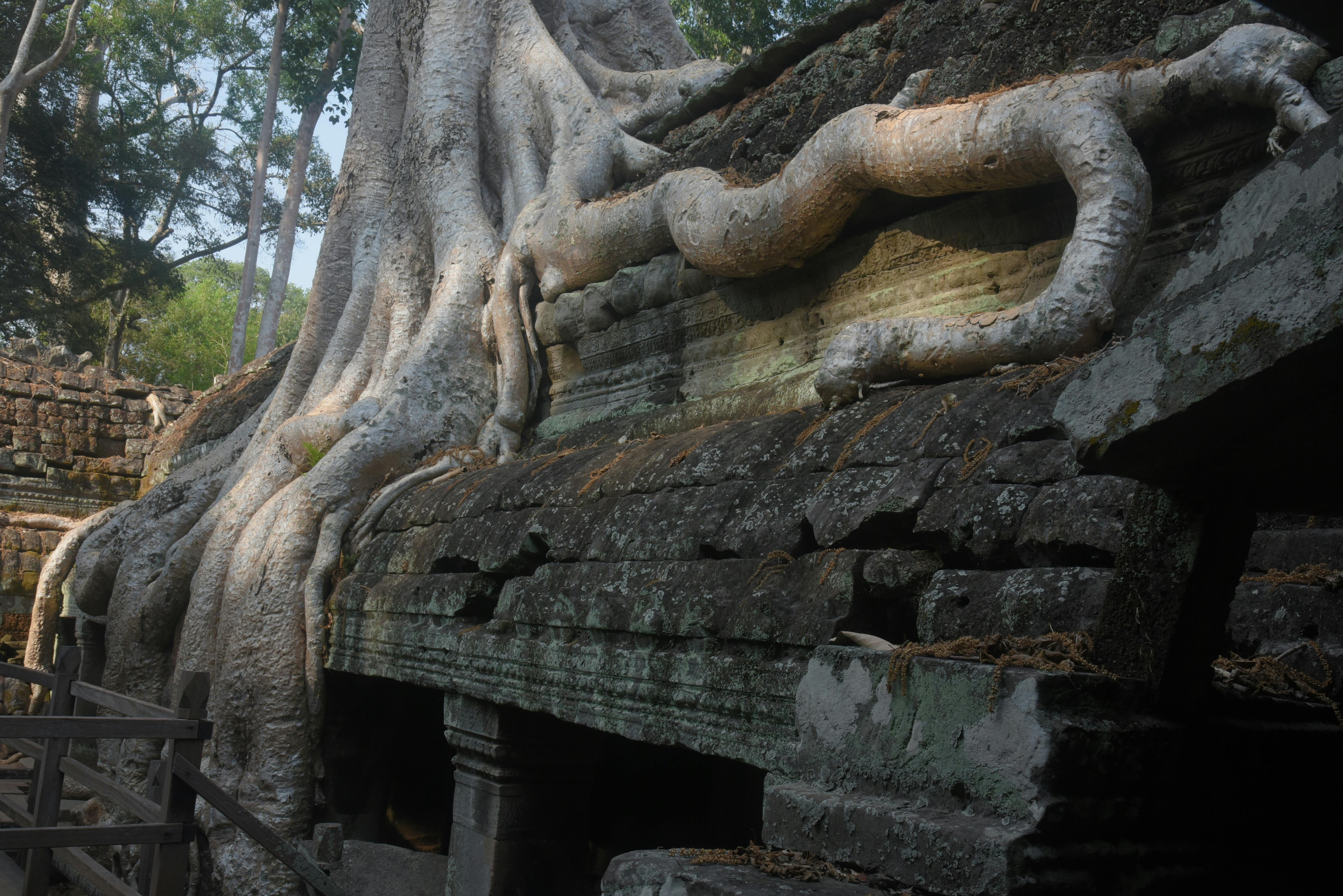 Massive roots of a fig tree engulfing ancient temple ruins in Angkor Wat Cambodia