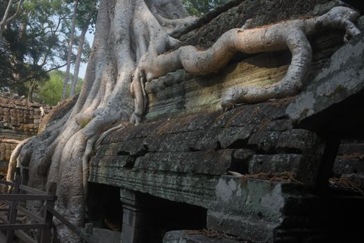 Ta Prohm and Bayon with archaeologist — Siem Reap