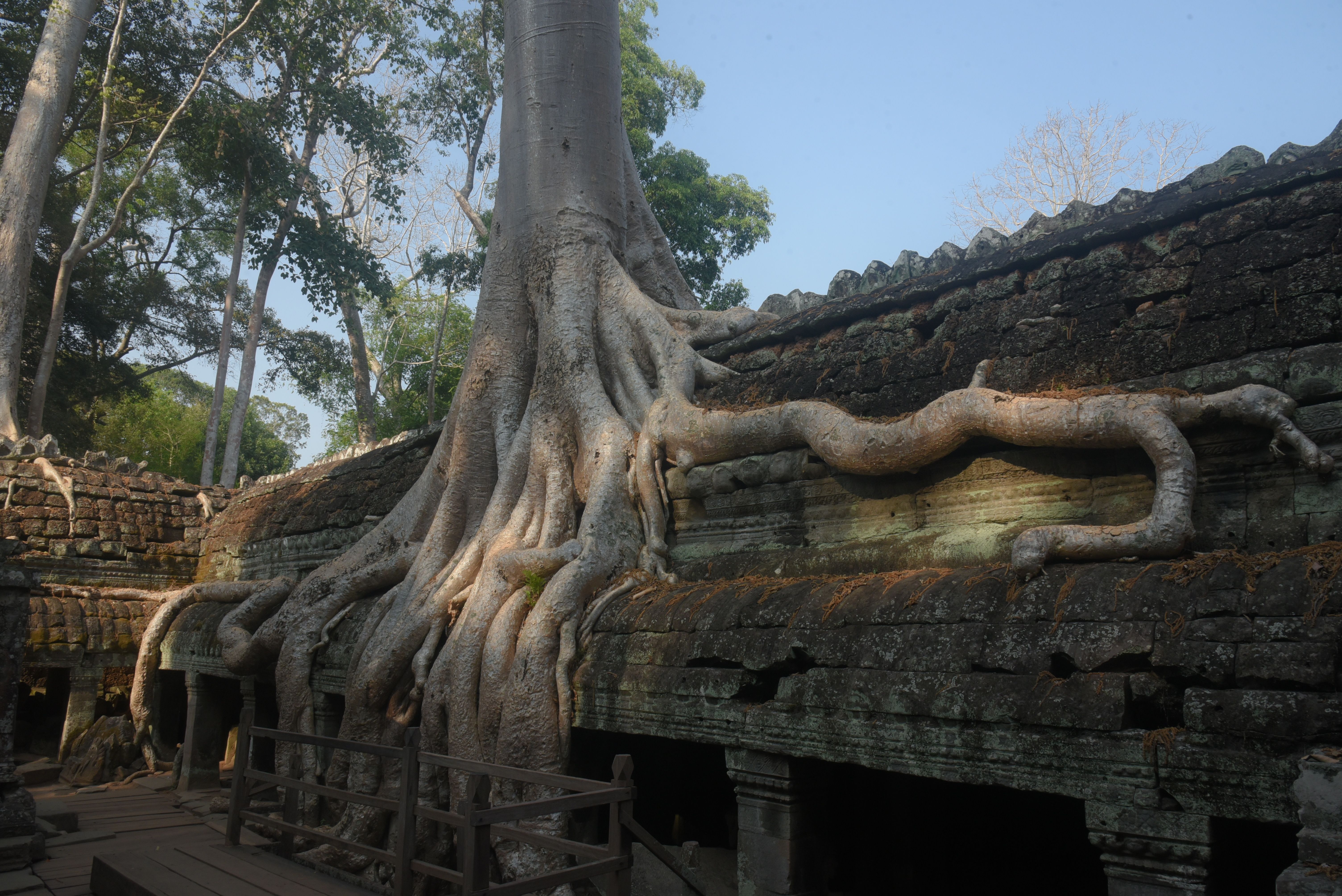 Ancient Temple Engulfed by Tree Roots at Ta Prohm · Free Stock Photo