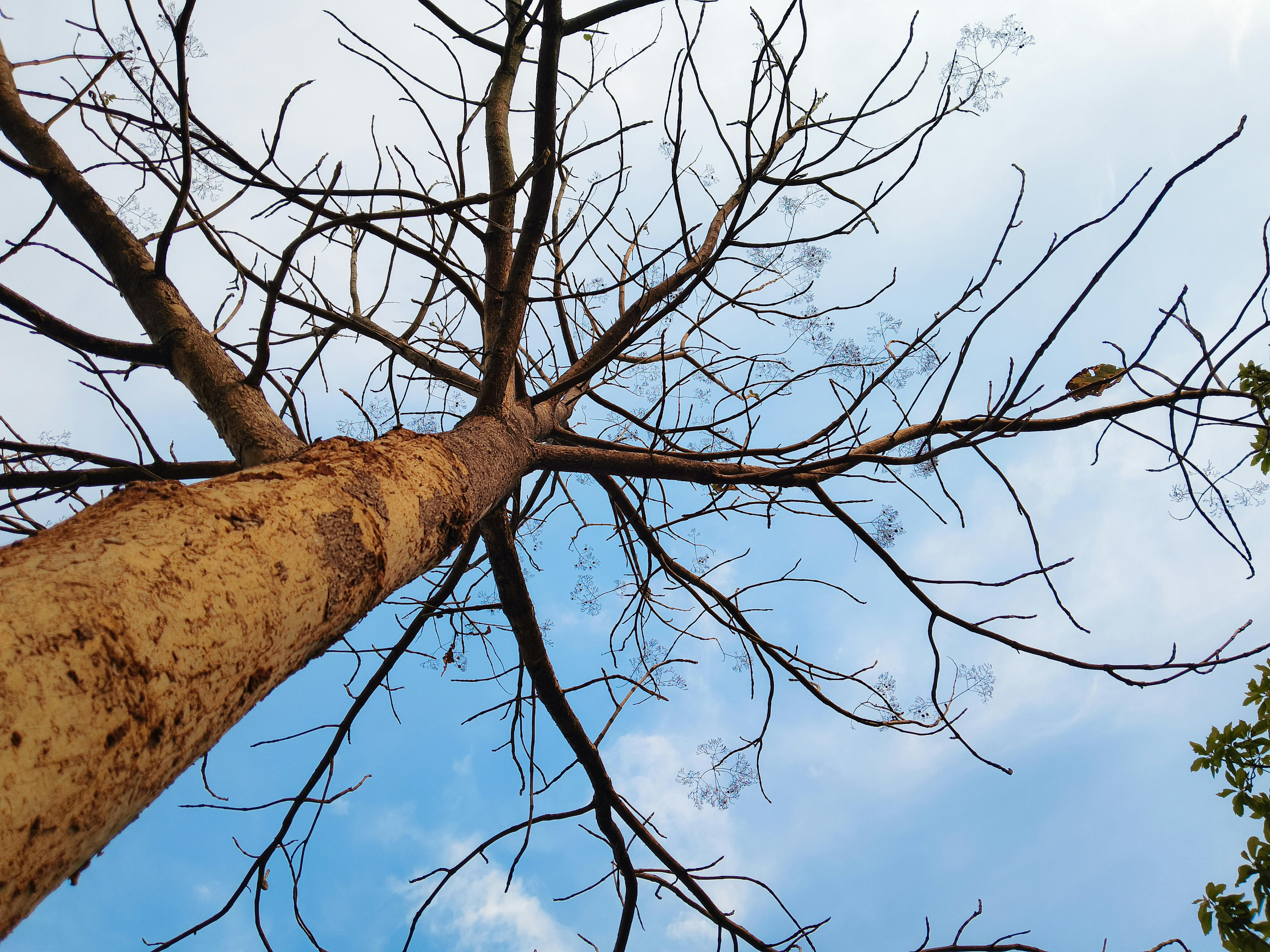 Une vue captivante de branches d'arbres dénudées s'étendant vers le ciel bleu, illustrant la simplicité de la nature.