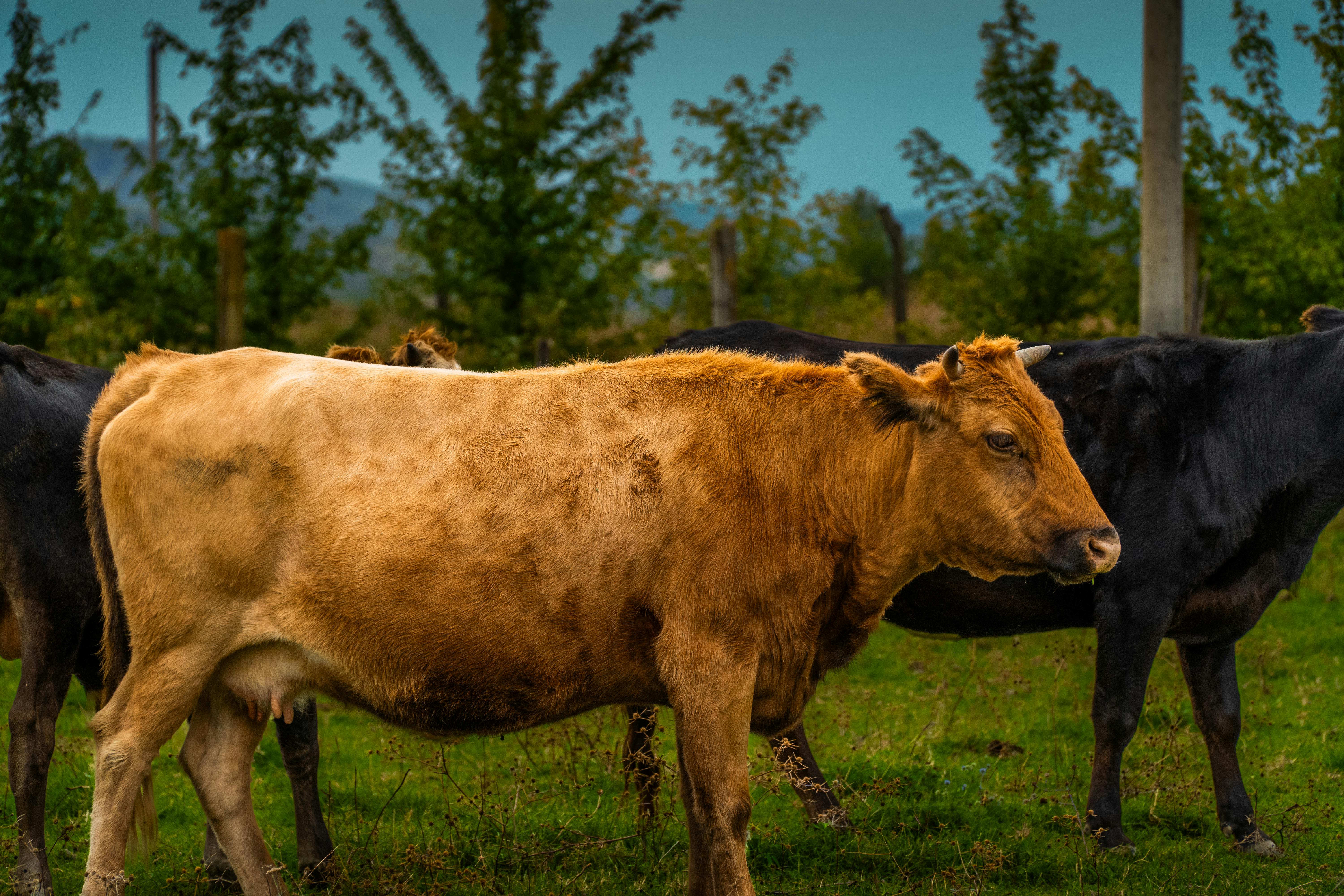 Elanco Animal Health Incorporated Q1 2026 Earnings Call Summary — Photo by MuffinLand on Pexels