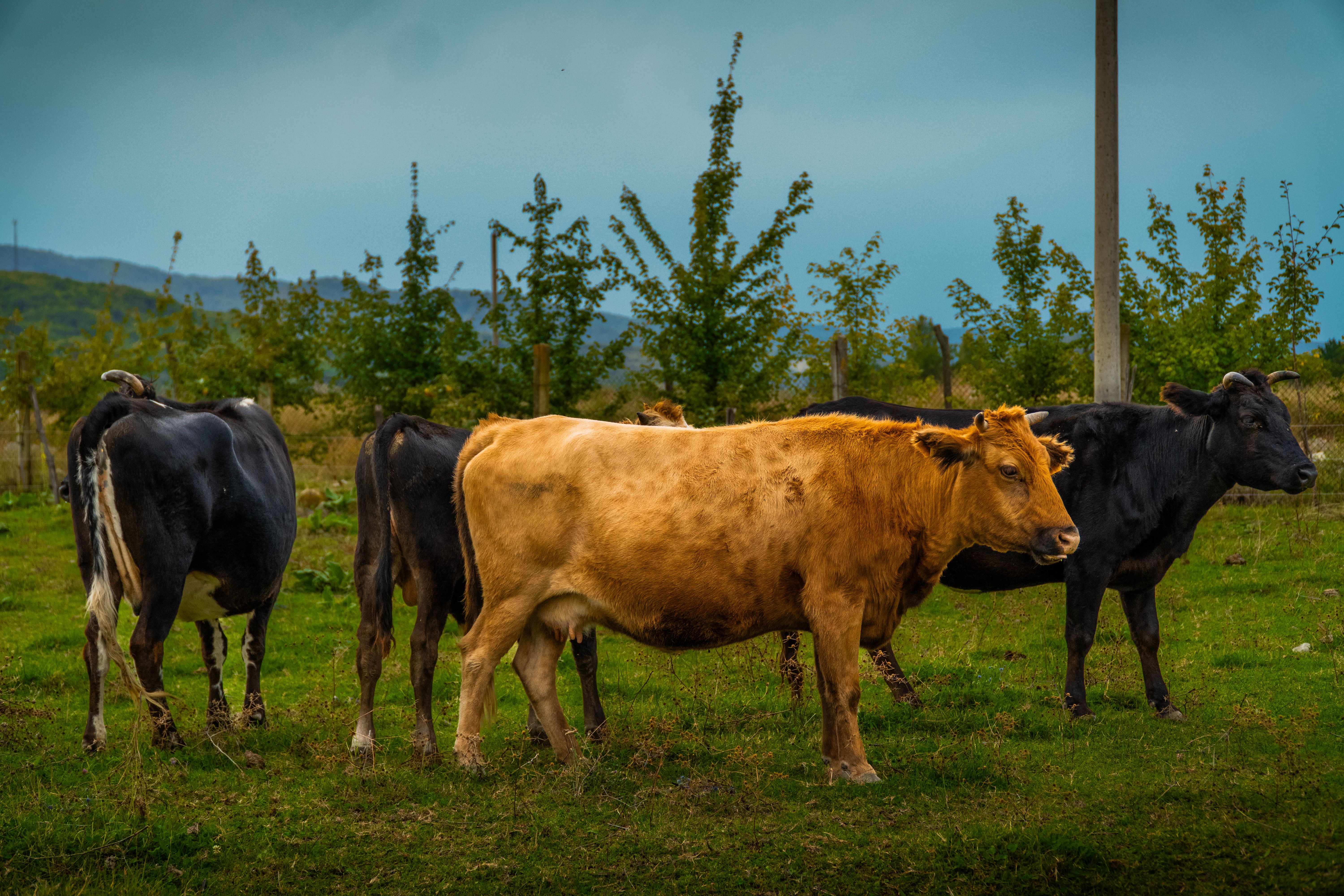 Pastoral Scene in Kakheti, Georgia with Cows · Free Stock Photo