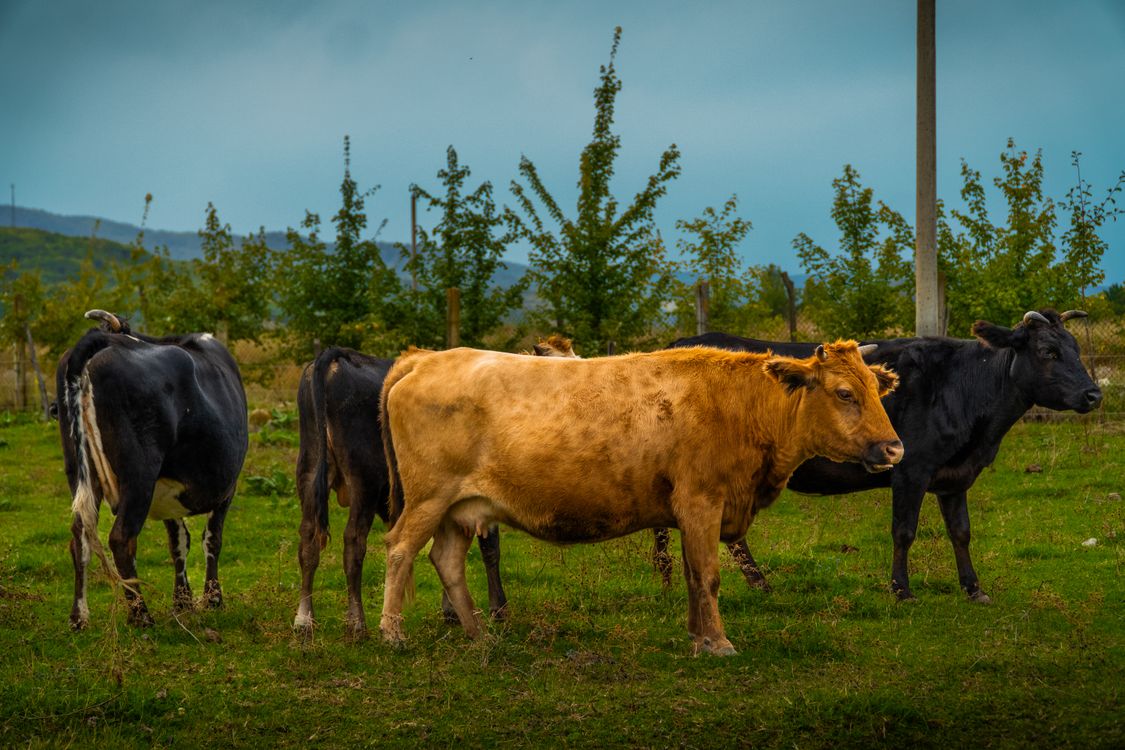 George Rurual Scene Pastoral Scene in Kakheti, Georgia with Cows · Free Stock Photo