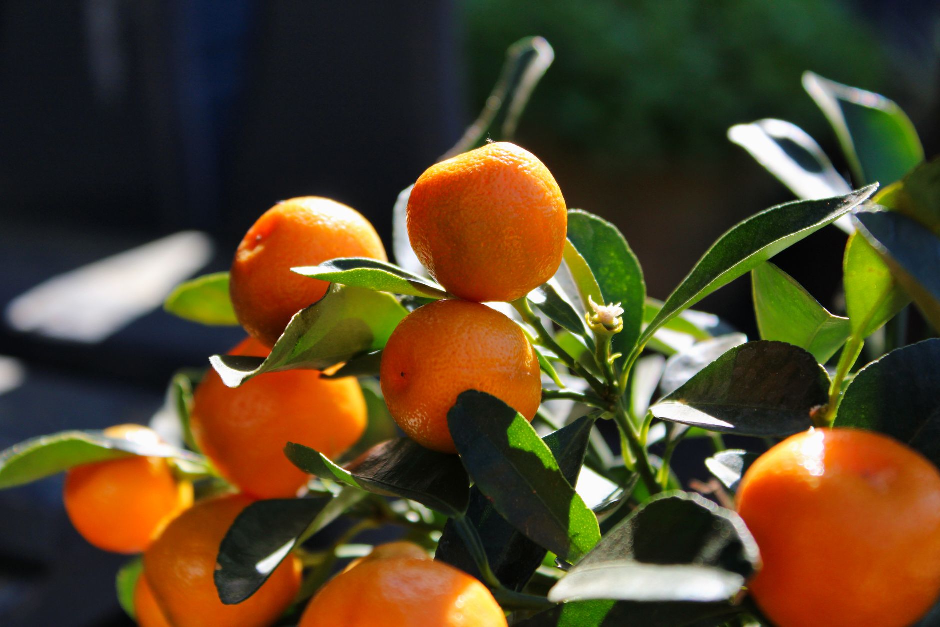 Simmering citrus pot herbs — Dicas da Vovó