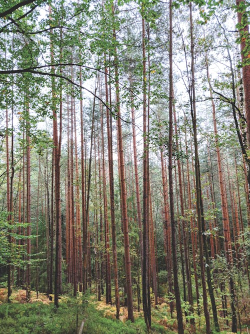 Základová fotografie zdarma na téma les, příroda, prostředí