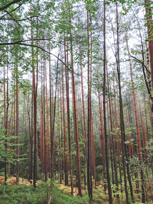 Brown And Green Trees