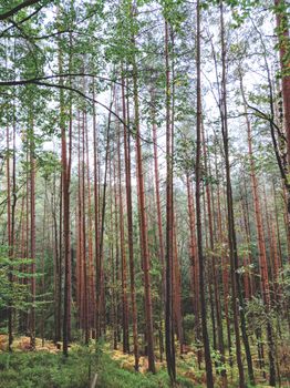 Tall pine trees reach skyward in this tranquil German forest, showcasing nature's beauty.
