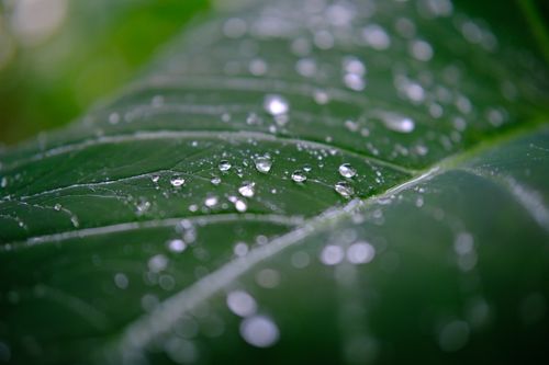 Free Close-up of dew droplets resting on a large green leaf, highlighting nature's beauty. Stock Photo