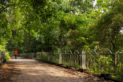 Free A person walking on a forest pathway surrounded by lush greenery. Stock Photo