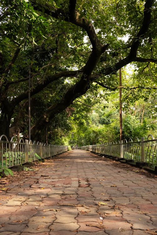 Free A peaceful park pathway lined with lush green trees creating a calming, natural canopy. Stock Photo