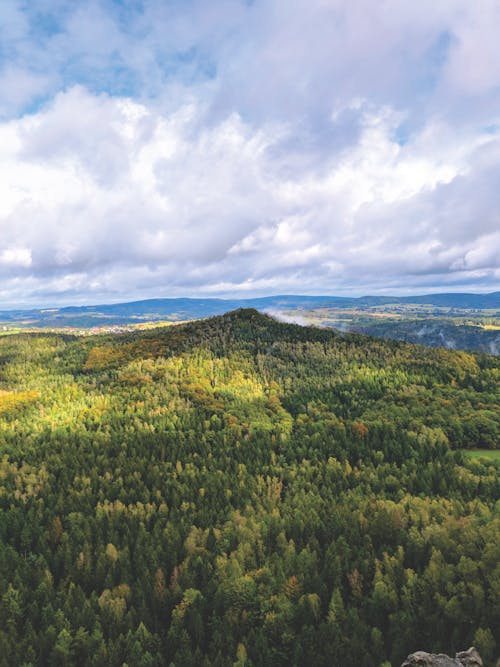 Gratis arkivbilde med fjellskogen, grantrær, høstfarger