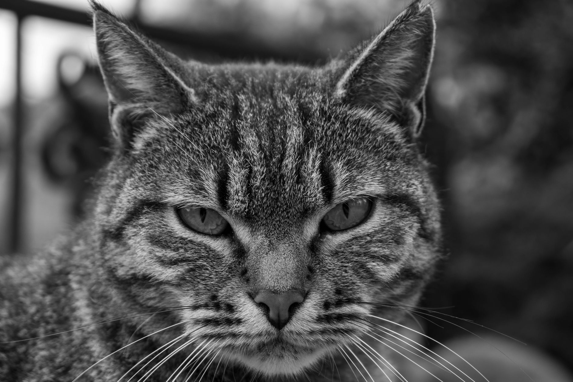 Veterinary care for a cat