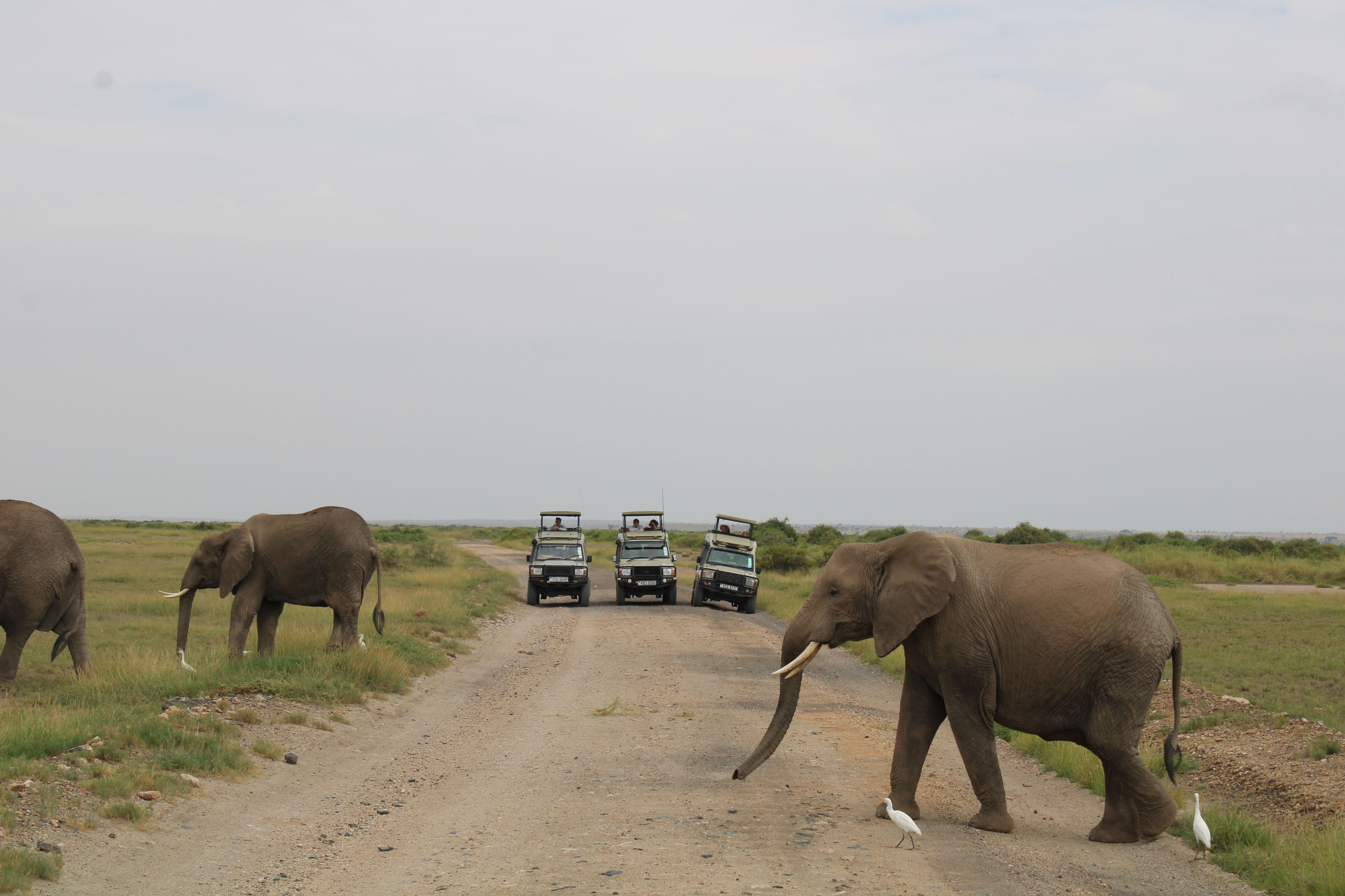 Majestic African elephants cross a dirt road during a safari in Kajiado County, Kenya.