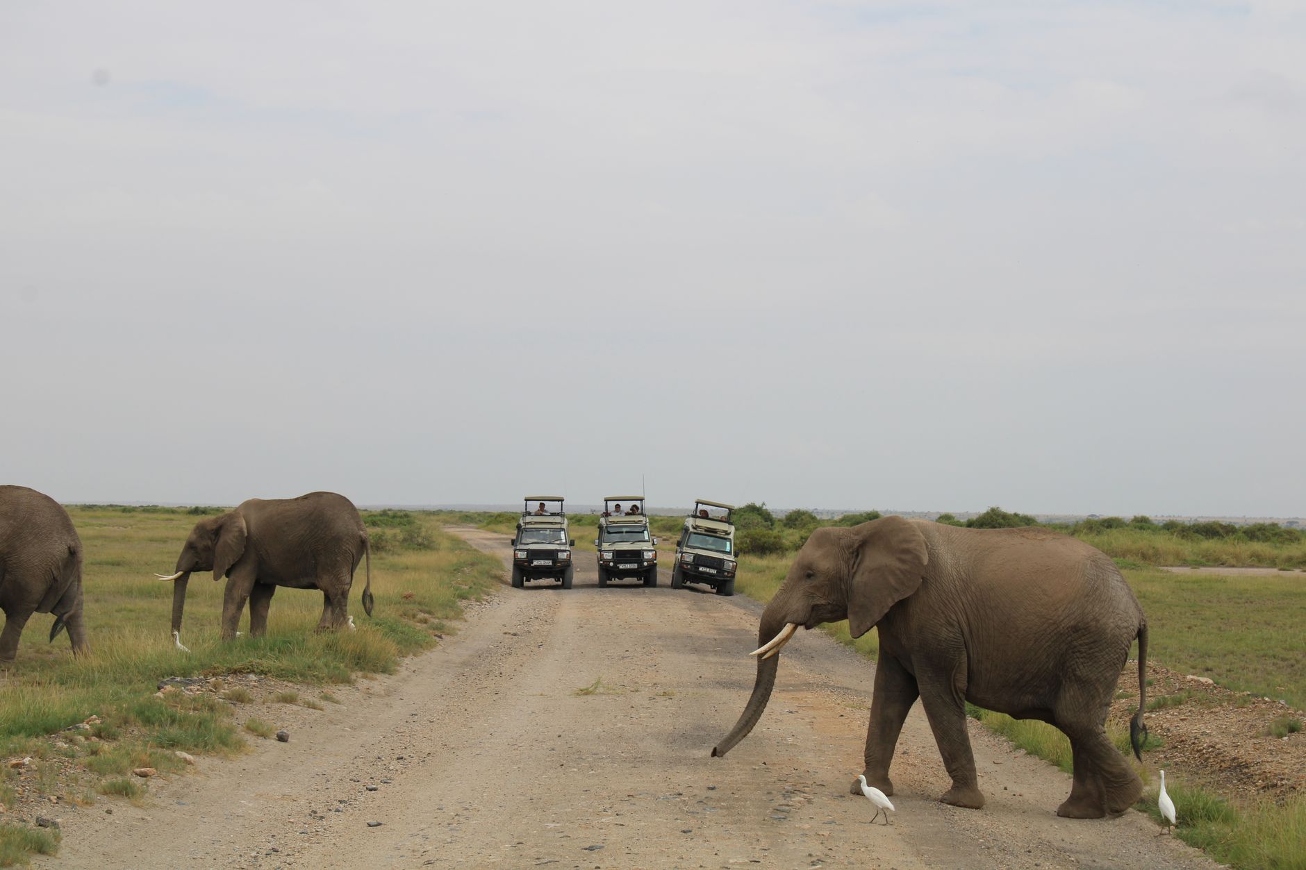 Majestic African elephants cross a dirt road during a safari in Kajiado County, Kenya.