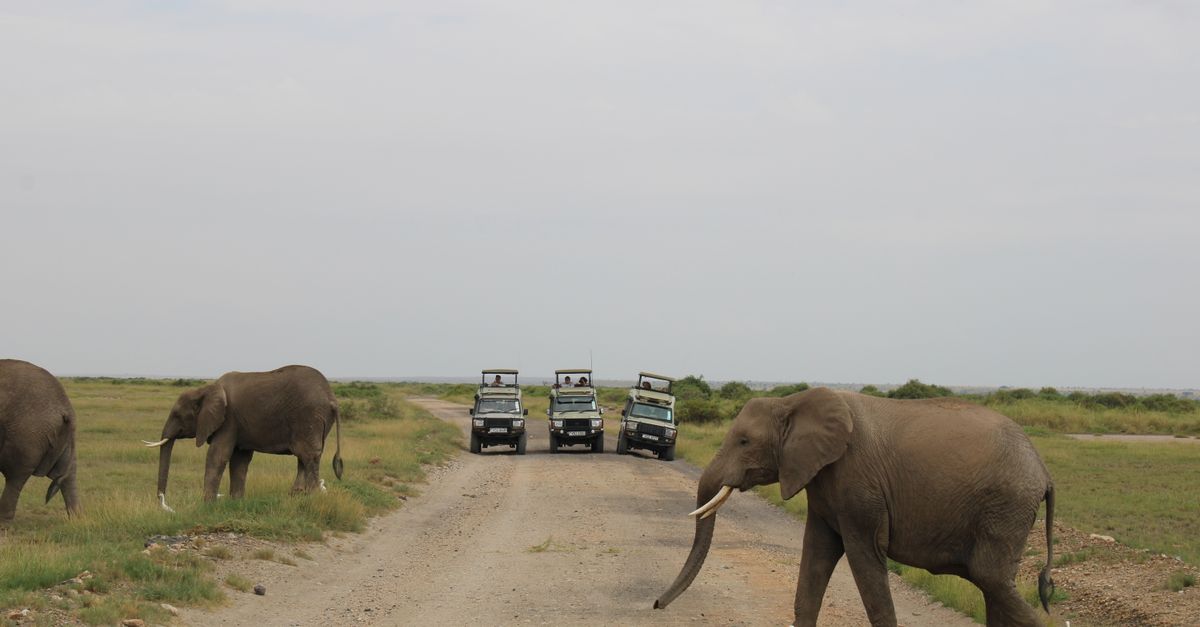 Kenyan Police Hold Four Suspects in Amboseli Elephant Death Case