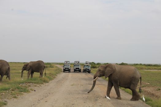 Majestic African elephants cross a dirt road during a safari in Kajiado County, Kenya.