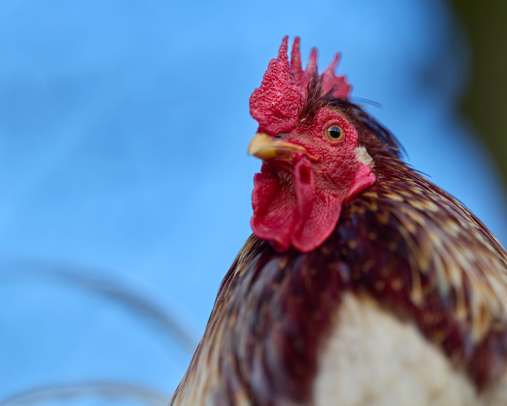 Close view of separate rooster pens beside a barn, numbered tags and clean water containers visible