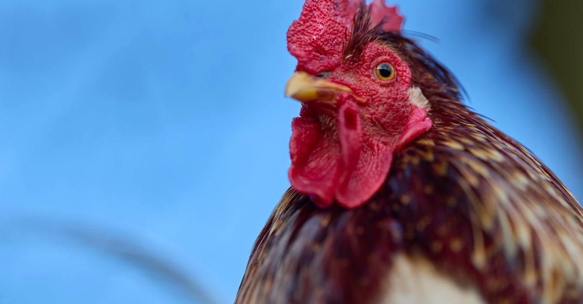 Poultry survey