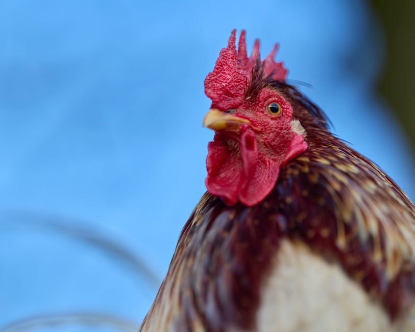 Coccidiosis in Poultry: Causes, Symptoms, Treatment and Prevention