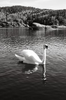 Elegant swan gliding on a tranquil lake in Norway, captured in classic black and white.